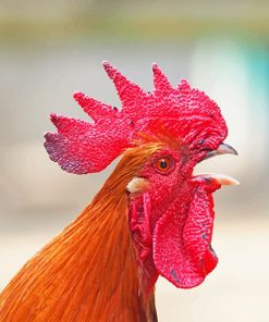 Angry Rooster paint by number