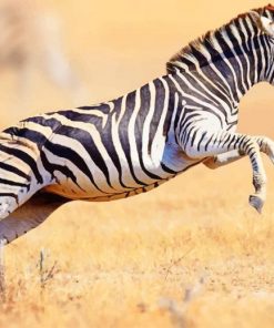 Running Zebra Paint By Numbers