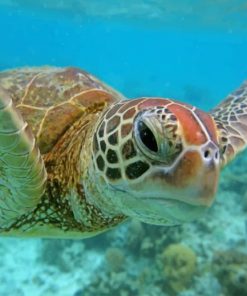 Sea Turtle in Belize paint by numbers