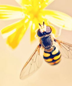 wasp on Flower adult paint by numbers