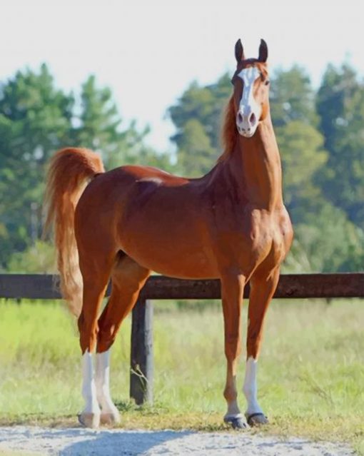 American Saddlebred Horse paint by numbers