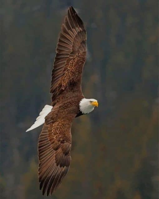 Bald Eagle paint by numbers