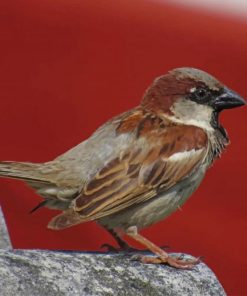 Bird Standing On Gray Rock paint by numbers