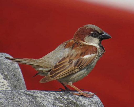 Bird Standing On Gray Rock paint by numbers