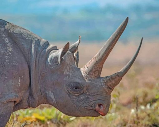 Bird Standing On Rhinos Back paint by numbers