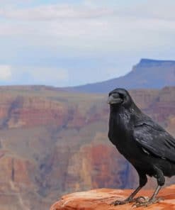 Black Crow On Grand Canyon Arizona paint by numbers