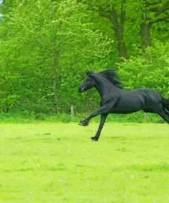 Black Horse Running On Grass Field paint by numbers