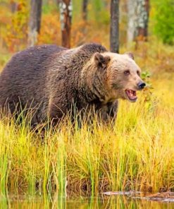 Brown Panda On Open Field paint by numbers