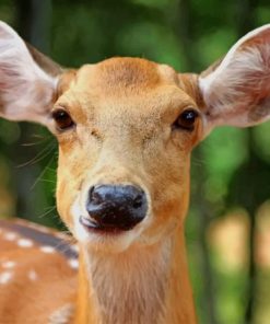 Brown Reindeer In Thailand paint by numbers