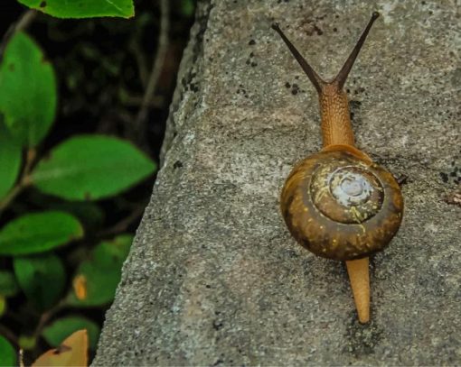 Brown Snail On Tree paint by numbers