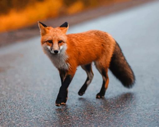 Brown Fox On Gray Asphalt Road paint by numbers