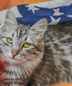 American Cat paint by numbers