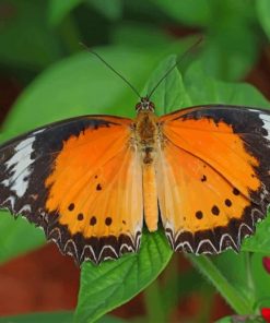 Colorful Butterfly On Leaf paint by numbers