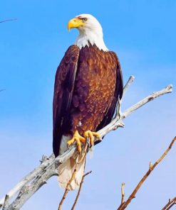 Eagle In Wild Nature paint by nature