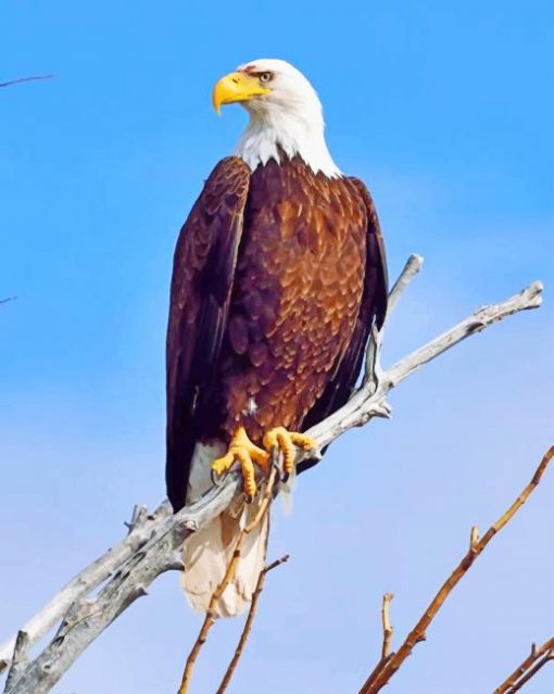 Eagle In Wild Nature paint by nature