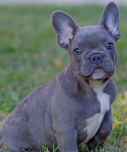 French Bulldog Puppy On Grass paint by numbers