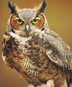 Great Horned Owl paint by numbers