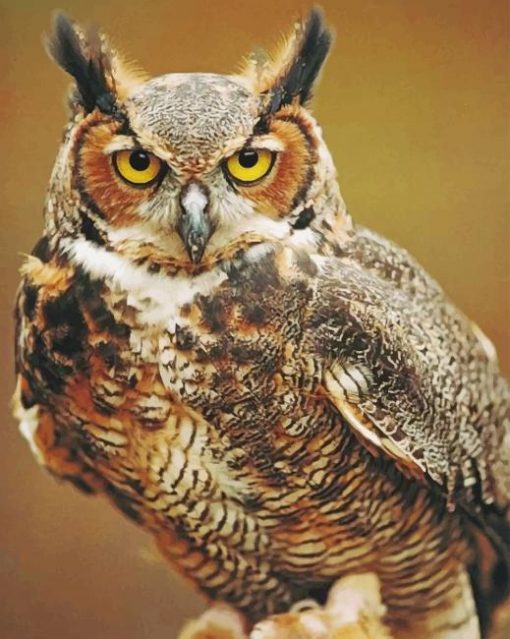 Great Horned Owl paint by numbers