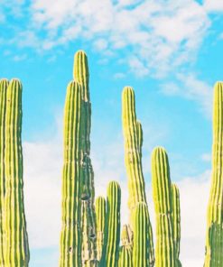 Green Cactus In Nature paint by numbers