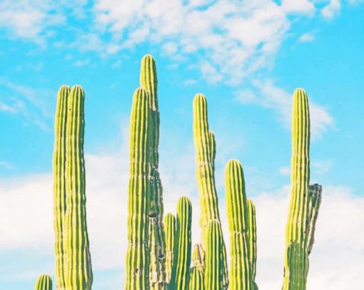 Green Cactus In Nature paint by numbers