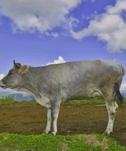 Grey Cow On Green Grass Field paint by numbers