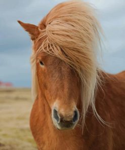 Wild Horse paint by numbers