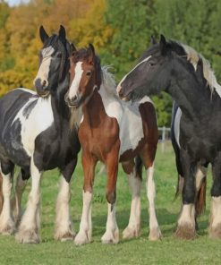 Irish Horses paint by numbers