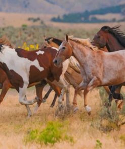 Running Horses paint by numbers