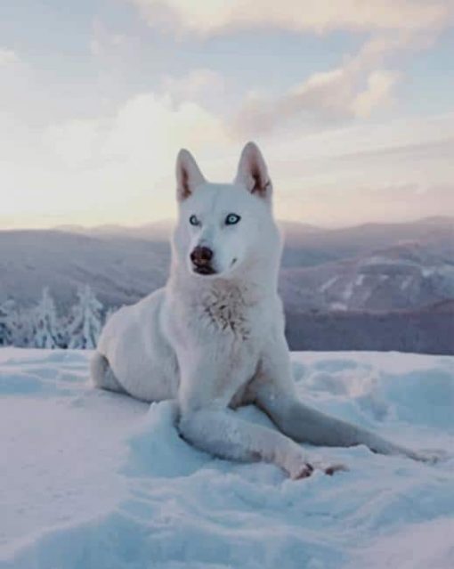 White Husky paint by numbers