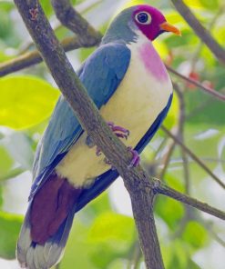 Jambu Fruit Dove Bird paint by numbers