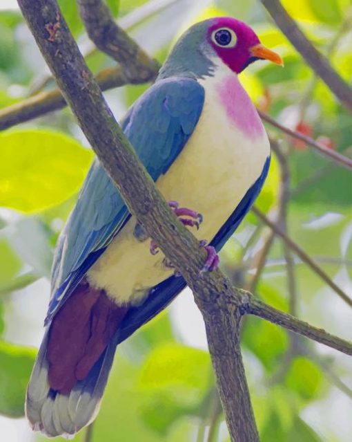 Jambu Fruit Dove Bird paint by numbers