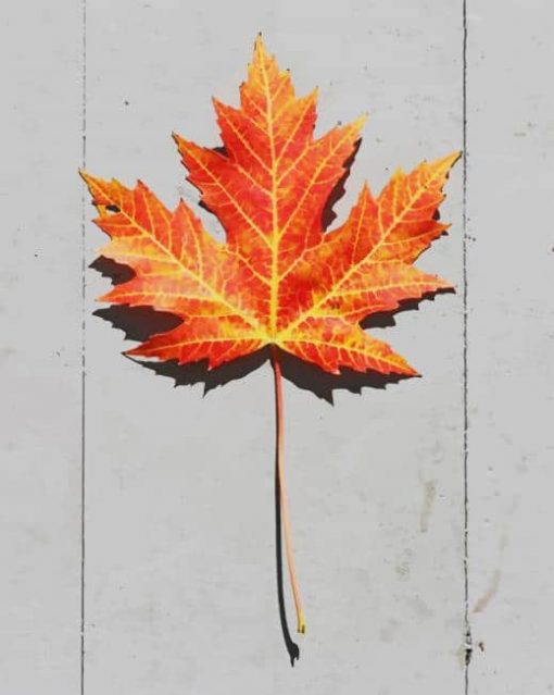 Brown Leaf paint by numbers