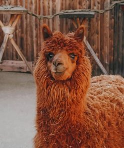 Brown Llama paint by numbers