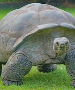 Old Big Turtle On Green Grass paint by numbers