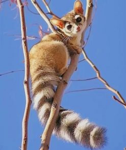 Ring Tailed Cat paint by numbers