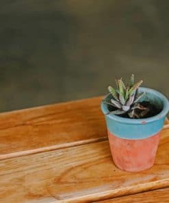 Succulent In Blue And Brown Pot paint by numbers