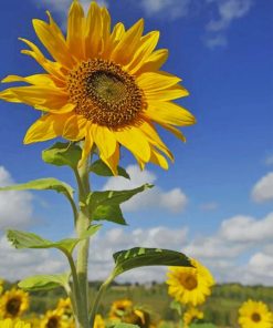 Sunflower Field paint by numbers