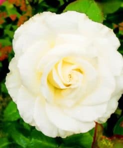 White Floribunda Flower In Garden paint by numbers