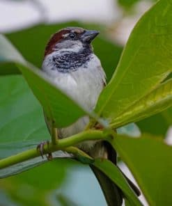 White And Black Bird On Green Leaf paint by numbers