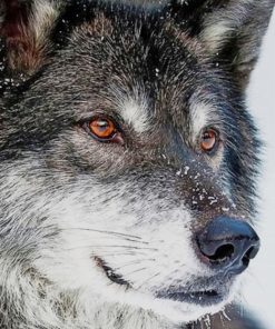 Grey Wolf paint by numbers