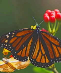 Yellow And Black Butterfly On Leaf paint by numbers