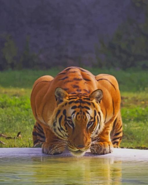 Yellow Tiger Drinking Water In Jungle paint by numbers