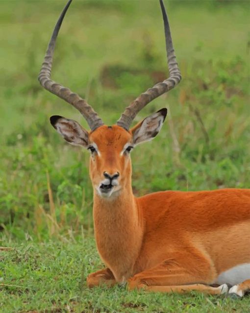 Adorable Antelope Sitting On Green Meadow paint by numbers