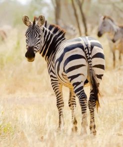 African Zebra paint by numbers