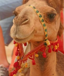 Cute Arabian Camel paint by numbers