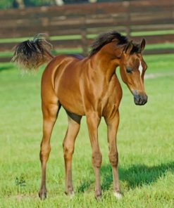 Arabian Foal paint by numbers