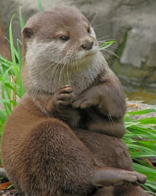 Asian Small Otter paint by numbers