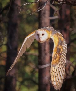 Barn Owl In Flight paint by numbers