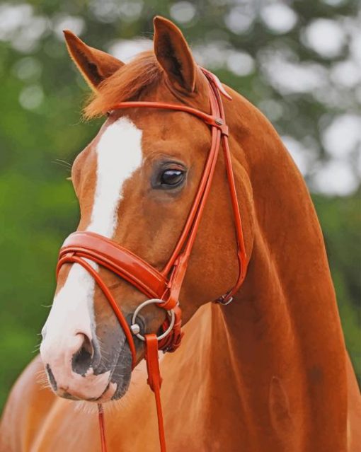 Beautiful Brown Horse paint by numbers