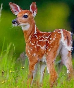 Beautiful Deer paint by numbers